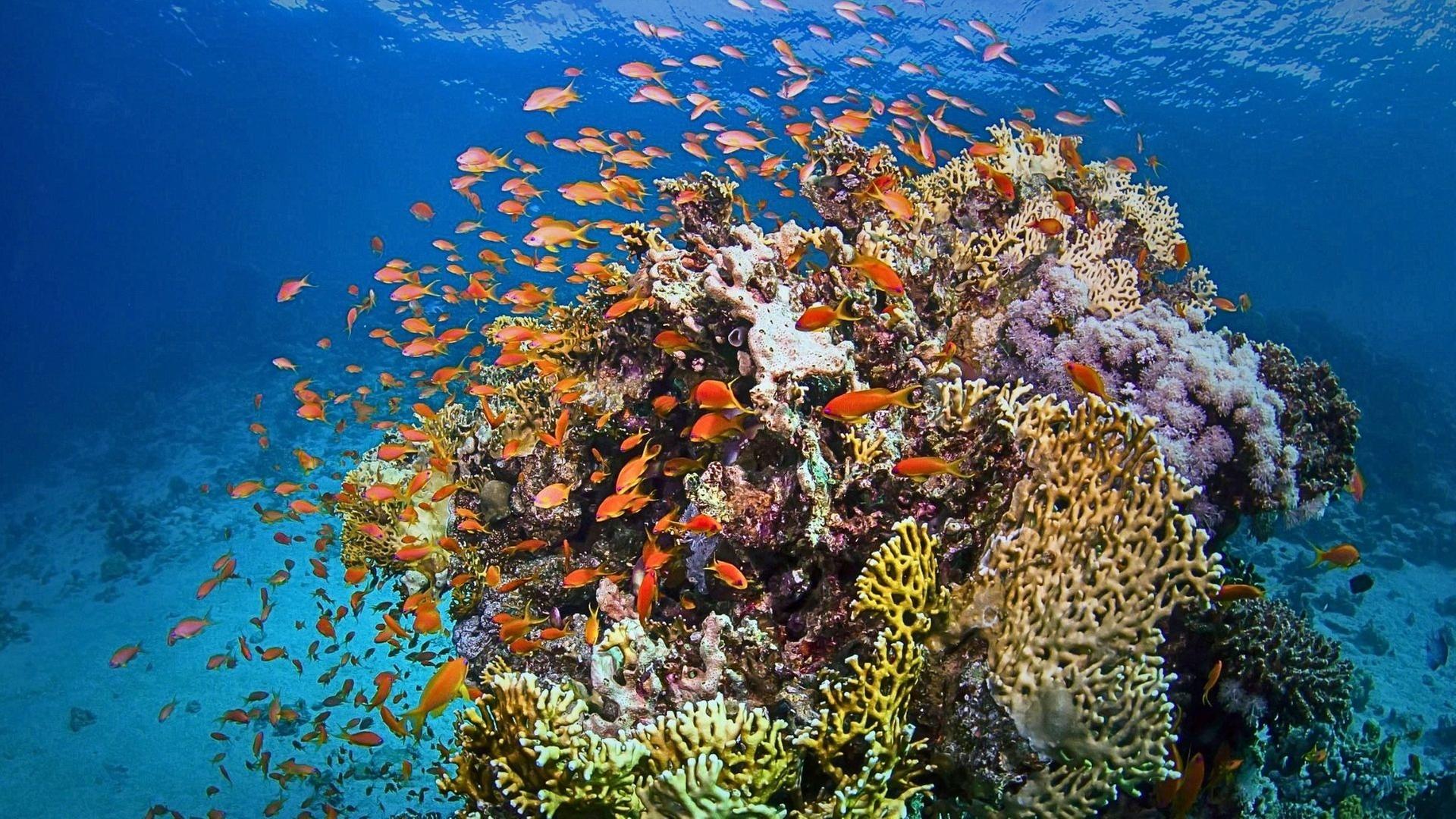Naturparadiese am Äquator: Pazifische Korallengärten
