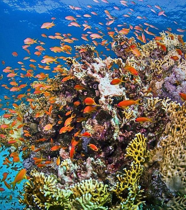 Naturparadiese am Äquator: Pazifische Korallengärten