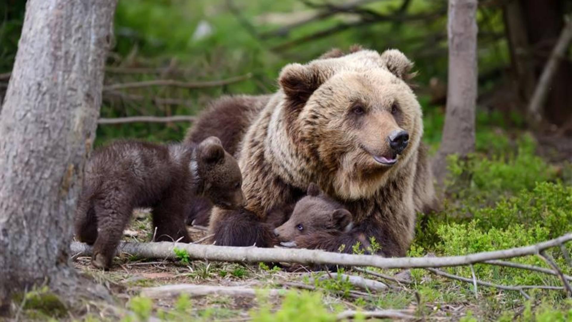 So schlau sind Tiere