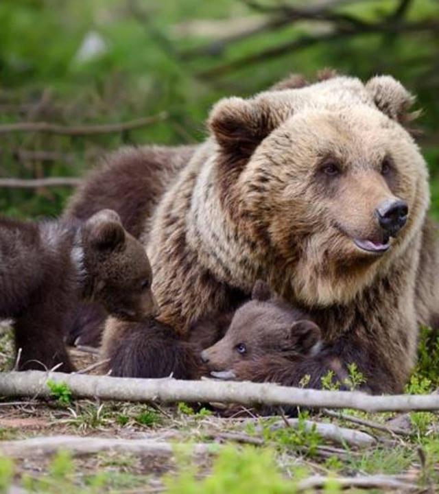 So schlau sind Tiere