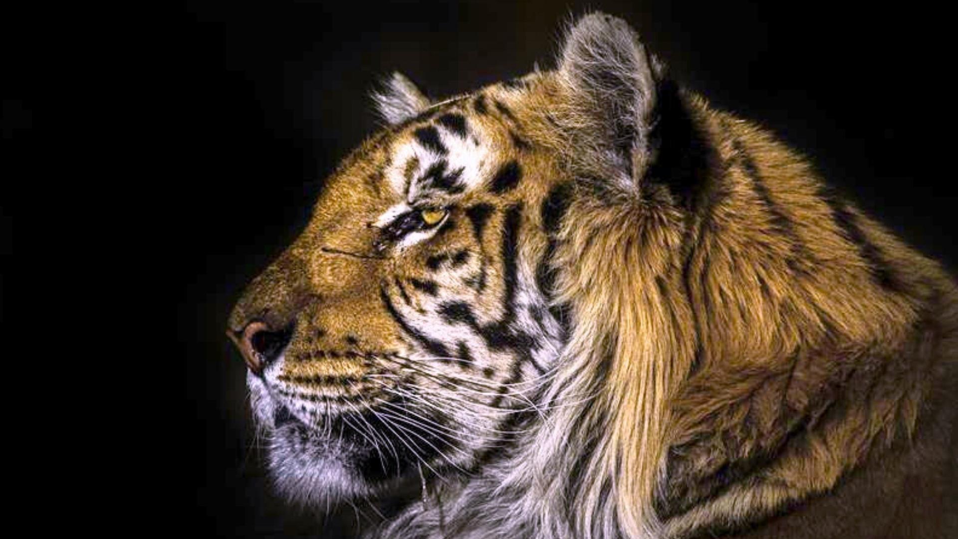 Vergöttert und verstoßen – Der Niedergang der großen Katzen