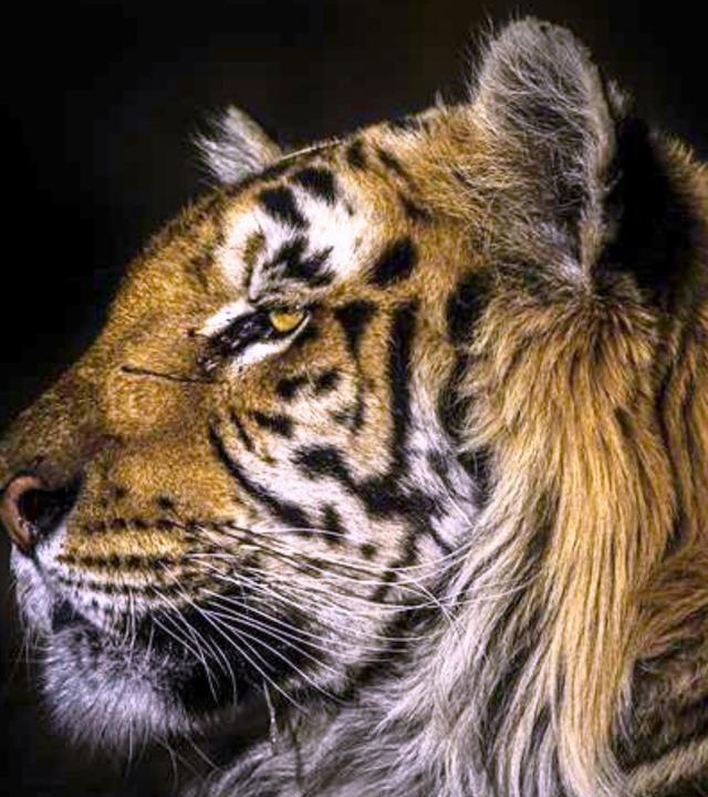 Vergöttert und verstoßen – Der Niedergang der großen Katzen