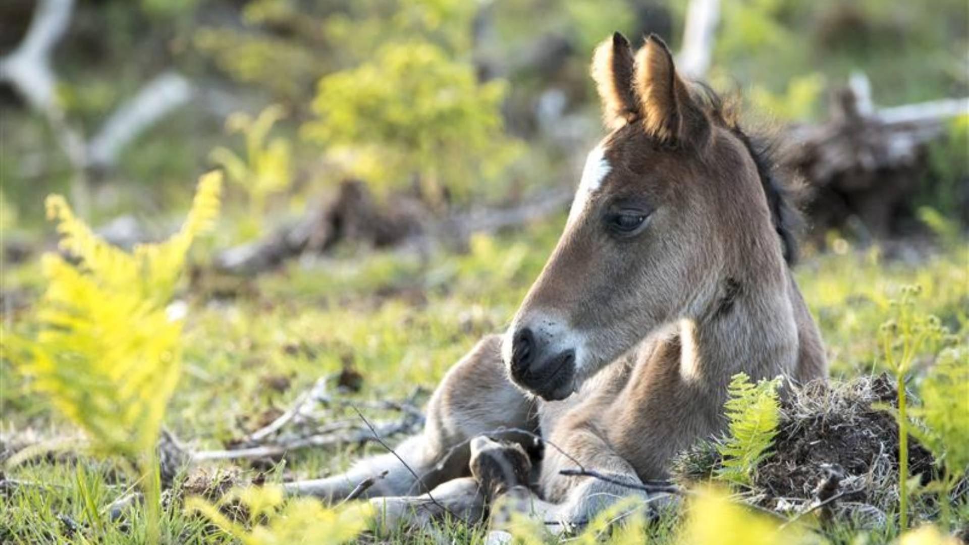 Wald der wilden Ponys