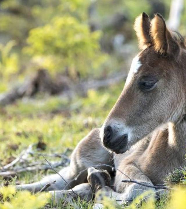 Wald der wilden Ponys