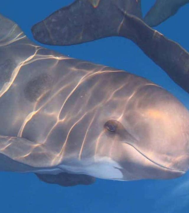 Welt der Wale: Pelagos