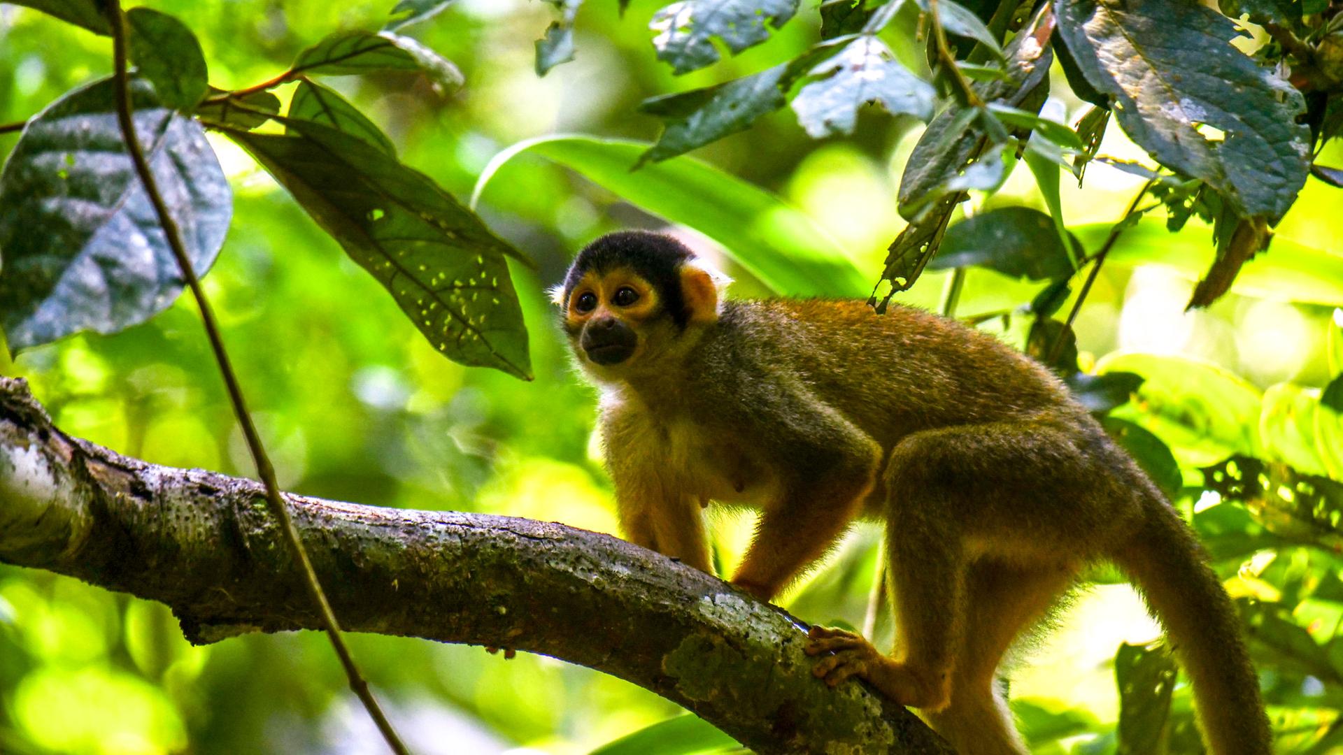 Wildes Peru (2/2) - Am Oberlauf des Amazonas