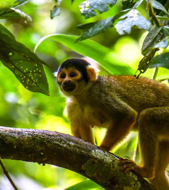 Wildes Peru (2/2) - Am Oberlauf des Amazonas