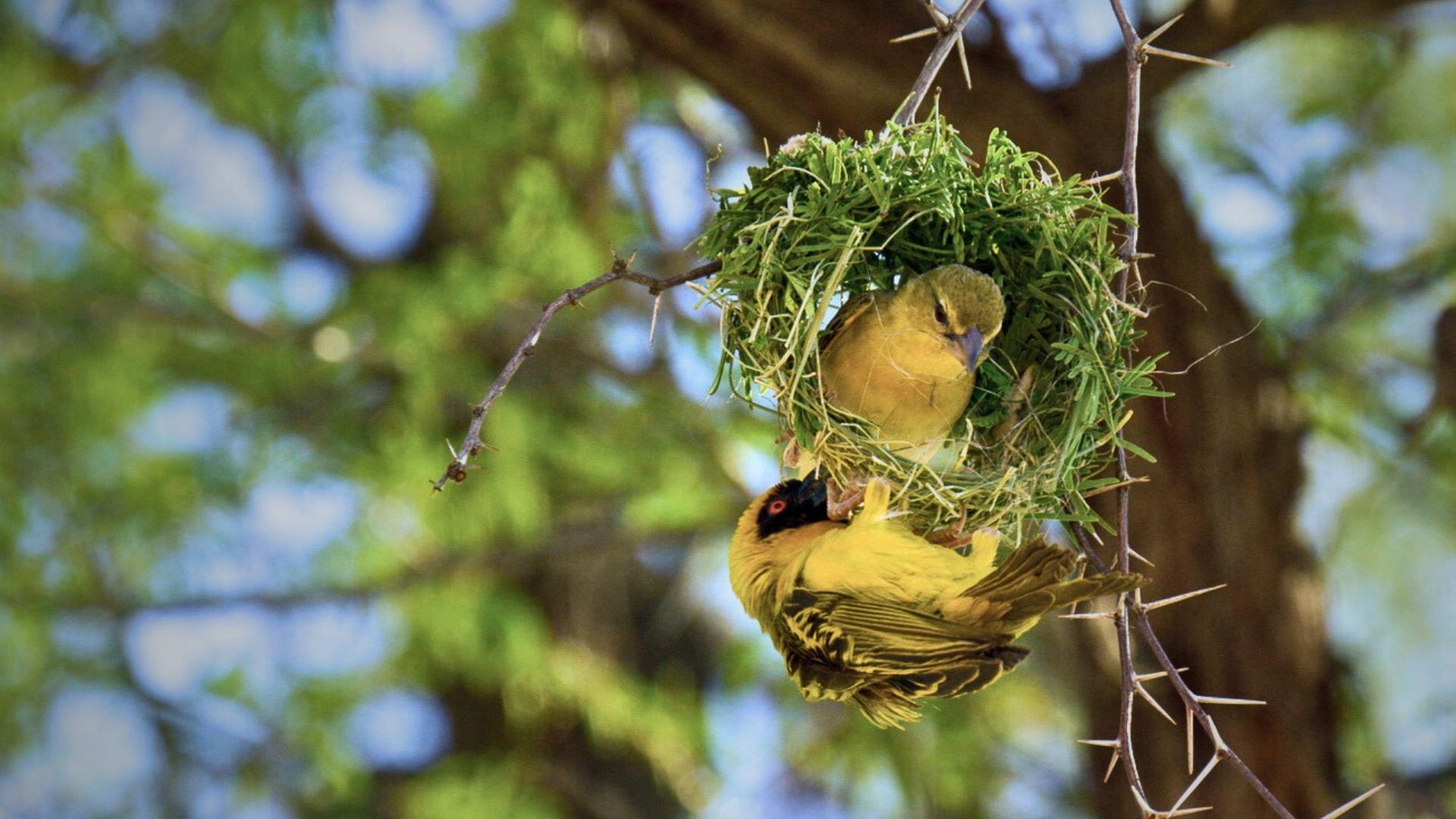 Wow! Überraschende Tiergeschichten
