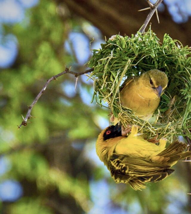 Wow! Überraschende Tiergeschichten
