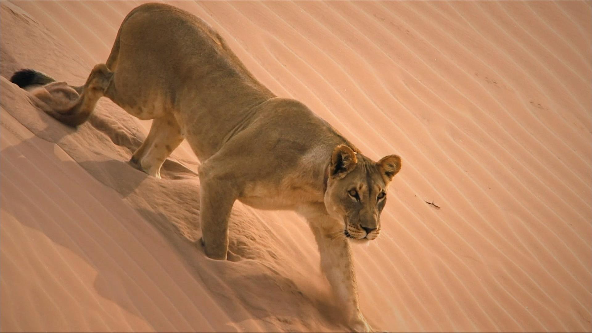 Wüstenkönige (1/2) - Die Löwen der Namib