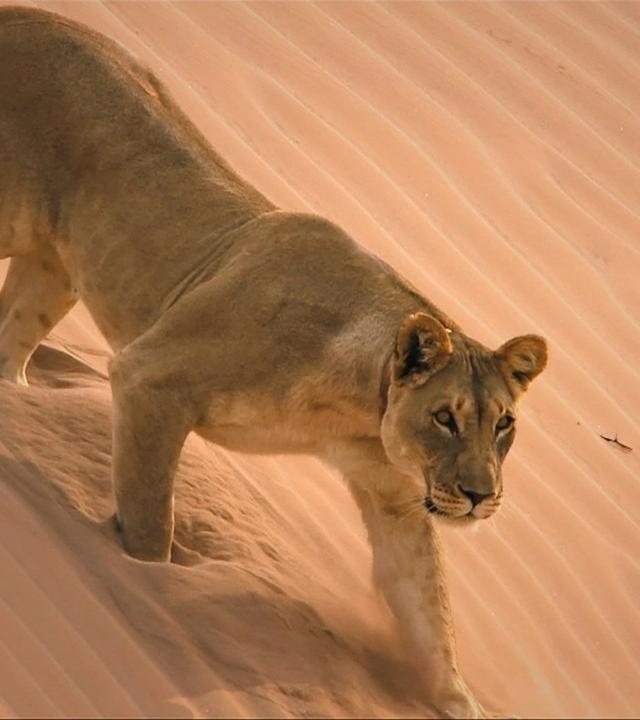 Wüstenkönige (1/2) - Die Löwen der Namib