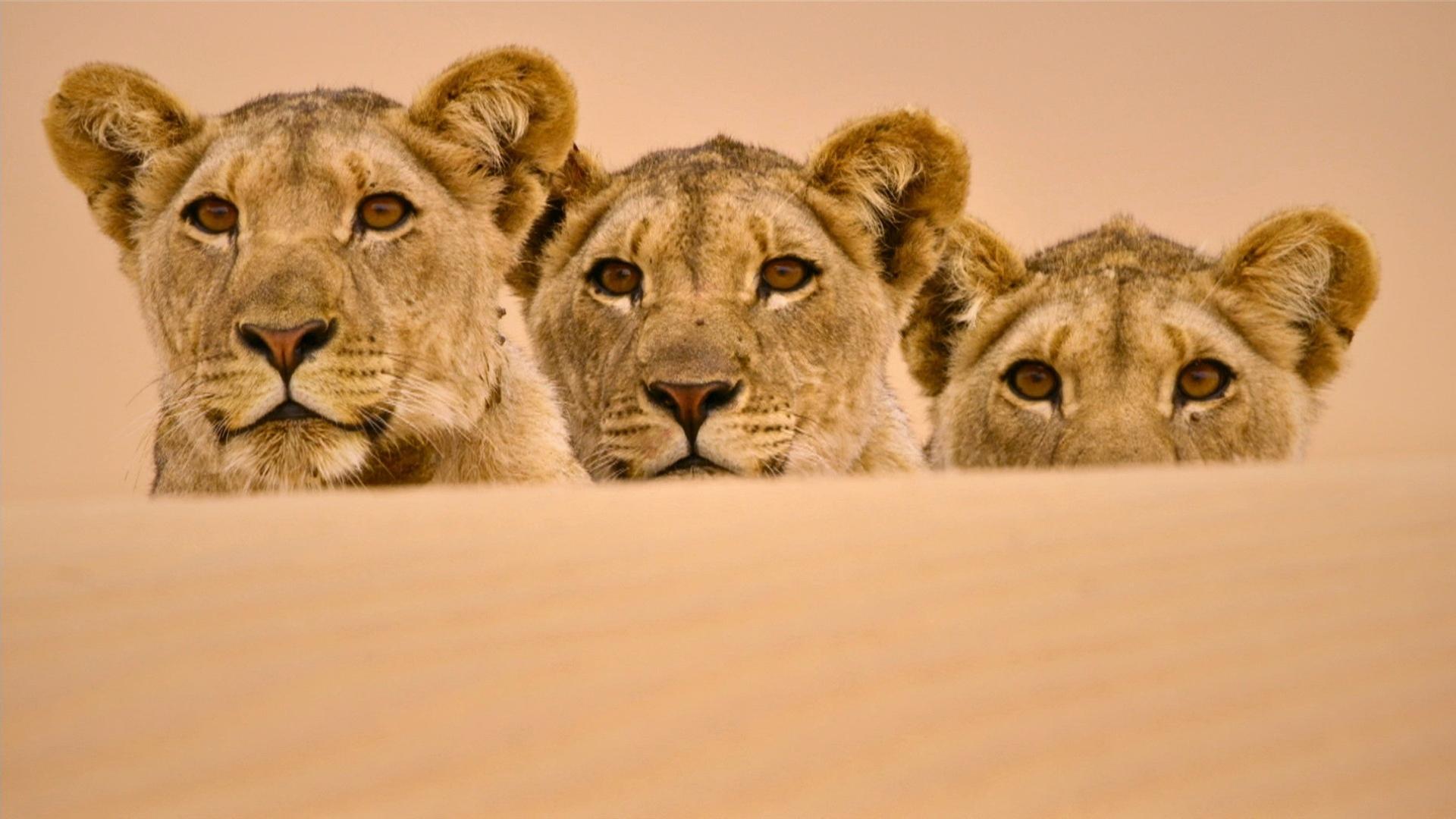 Wüstenkönige (2/2) - Die Löwen der Namib