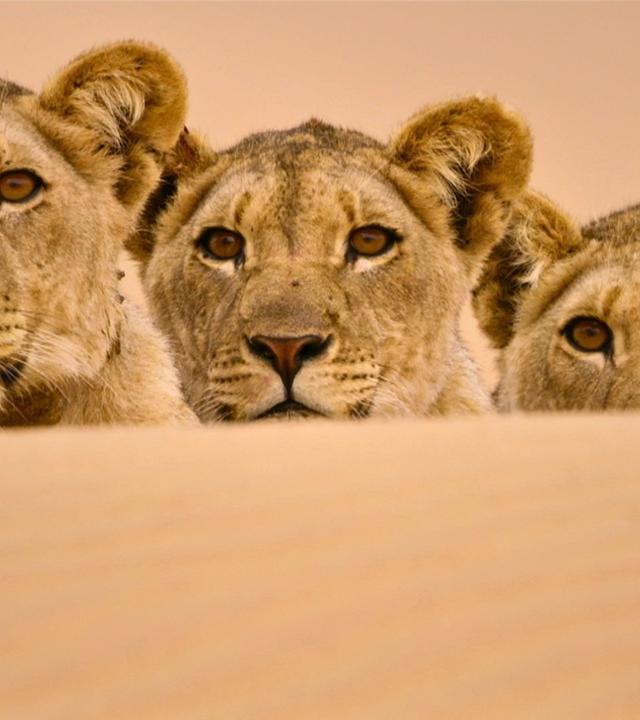 Wüstenkönige (2/2) - Die Löwen der Namib