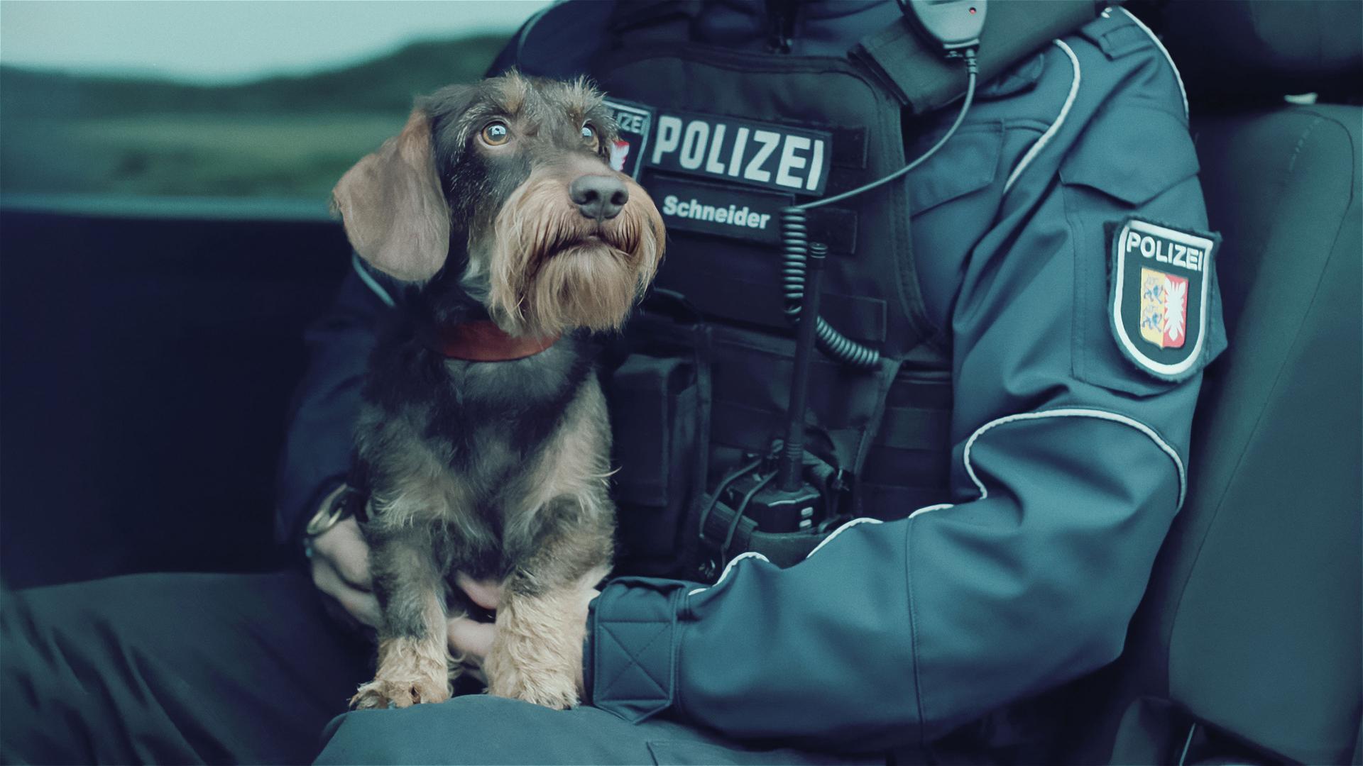 Ein Rauhaardackel mit rotem Halsband sitzt auf dem Schoß eines Polizisten in Uniform in einem Auto.