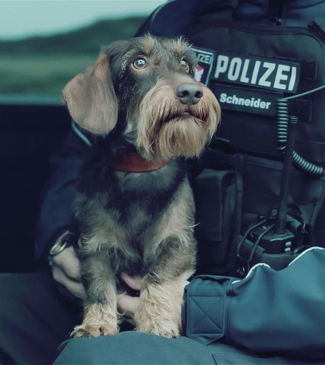 Ein Rauhaardackel mit rotem Halsband sitzt auf dem Schoß eines Polizisten in Uniform in einem Auto.