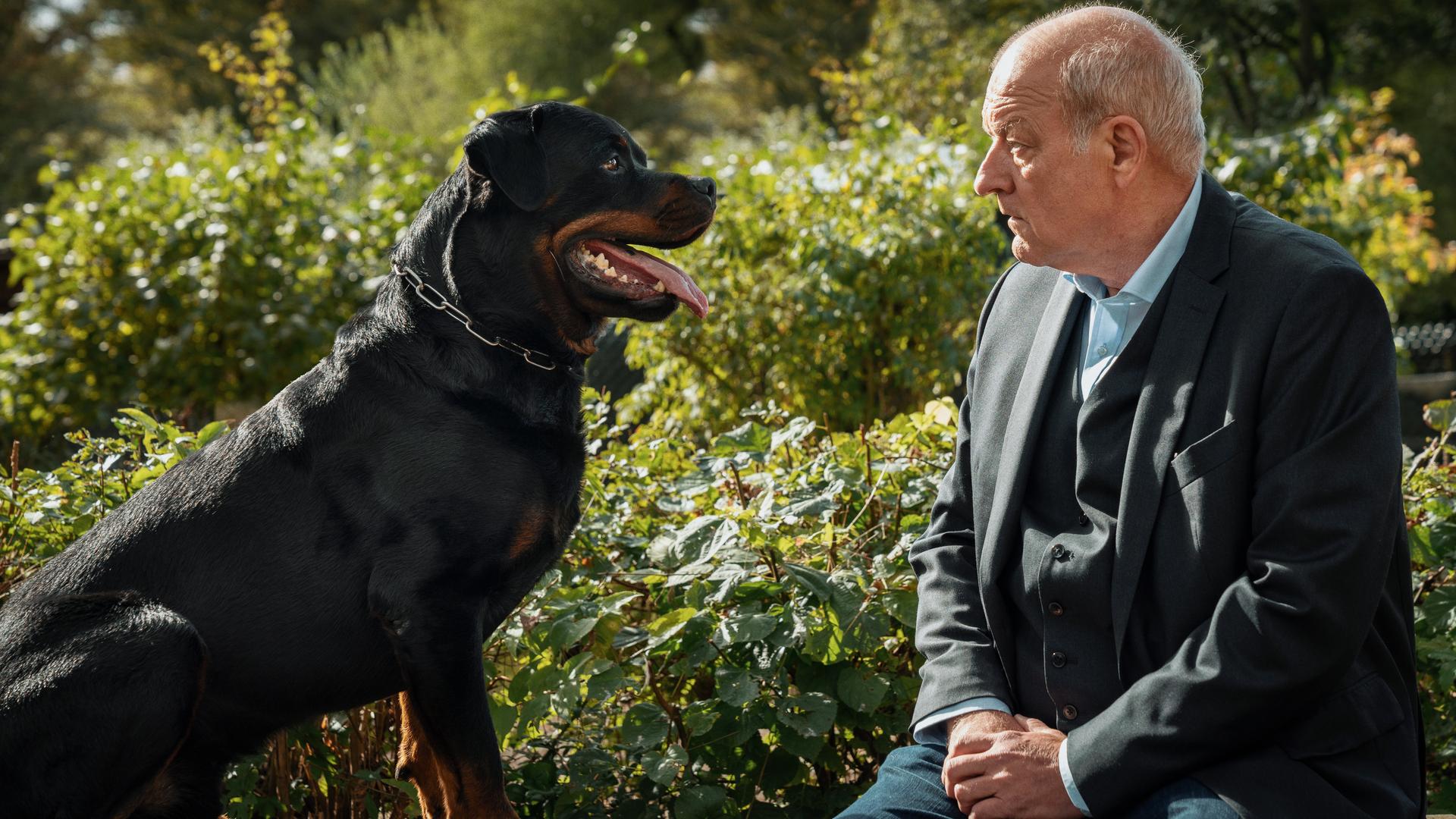 Wilsberg (Leonard Lansink) sitzt am Boden, im gegenüber ein Rottweiler mit heraushängender Zunge. Die beiden schauen sich an. Gebüsch im Hintergrund.
