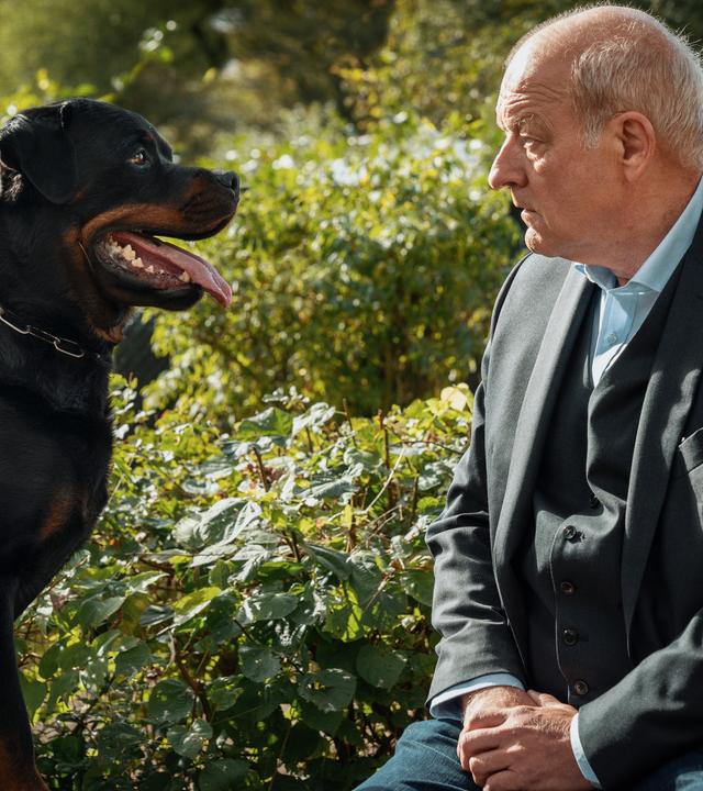 Wilsberg (Leonard Lansink) sitzt am Boden, im gegenüber ein Rottweiler mit heraushängender Zunge. Die beiden schauen sich an. Gebüsch im Hintergrund.