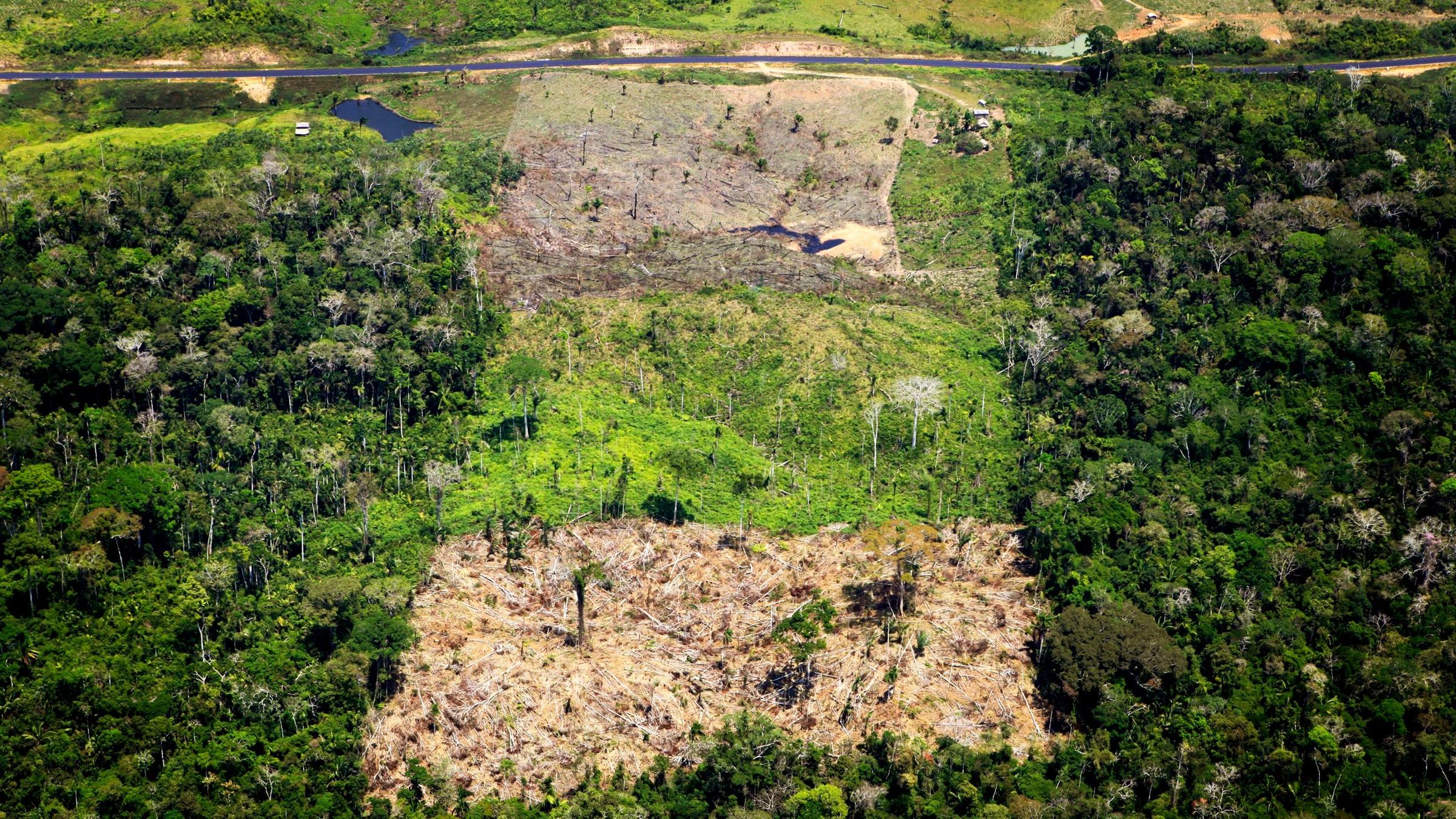 Abgeholztes Gebiet im Amazonas-Regenwald in Brasilien.