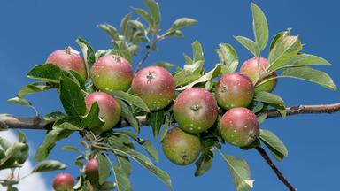Äpfel hängen in einer Plantage an einem Apfelbaum. Archivbild