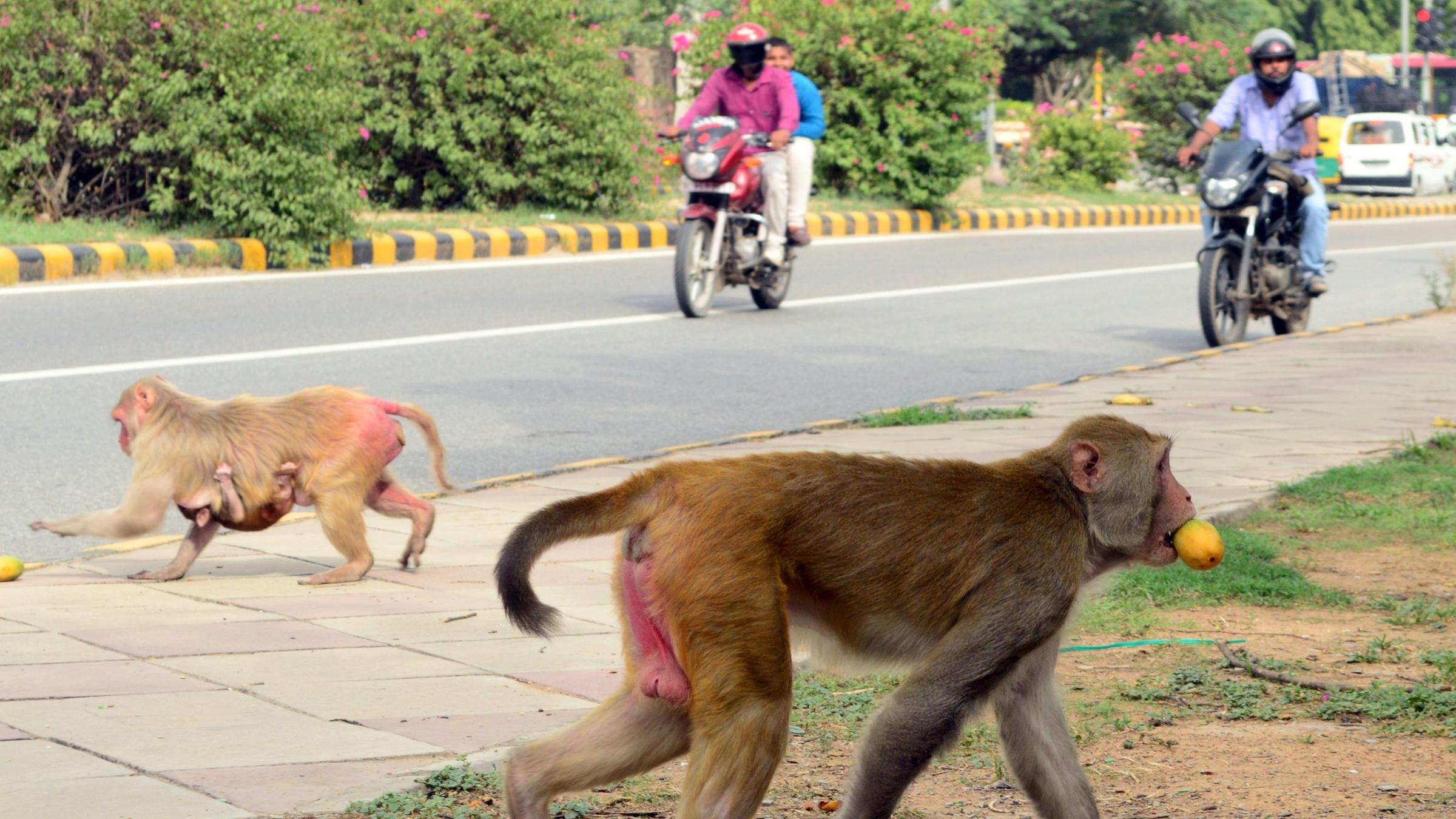 Affenplage auf den Straßen Neu Delhis (Archiv)