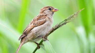 Auch der Haussperling ist stark betroffen. Archivbild