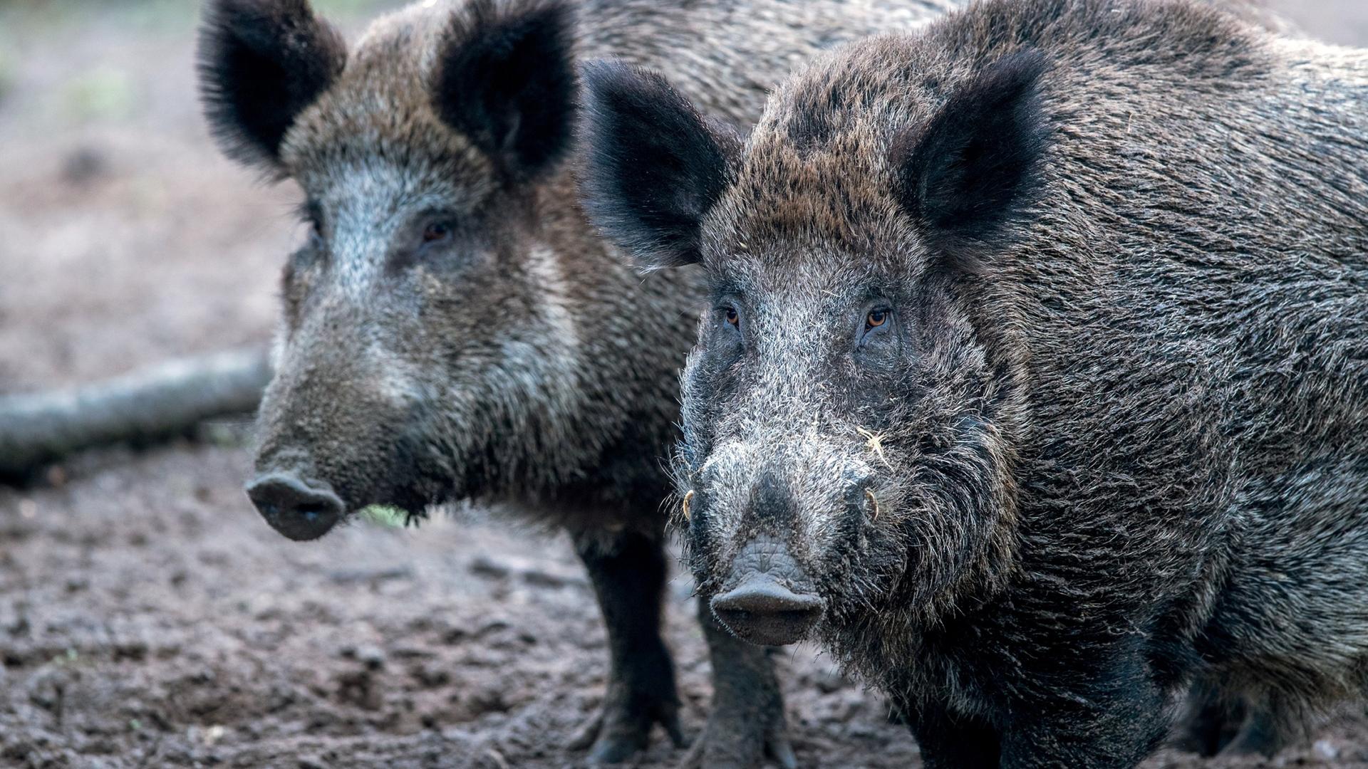 Wildschwein Rotte Malvorlage Coloring And Malvorlagan