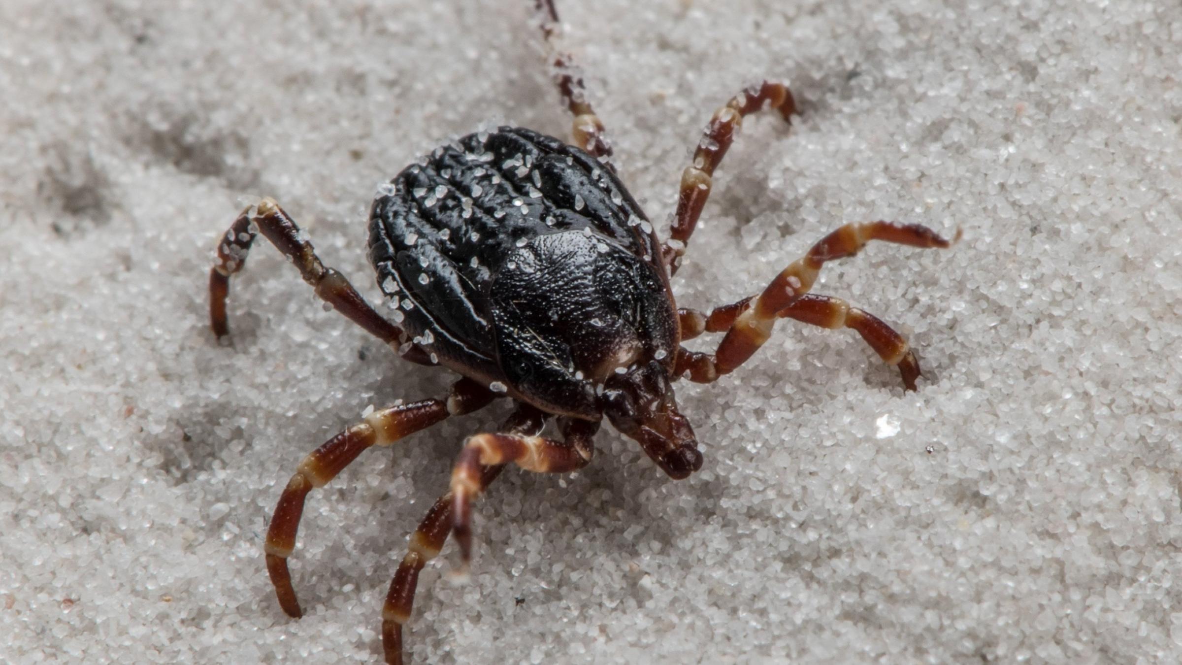 Die Hyalomma-Zecke hat in Deutschland überwintert. Archivbild