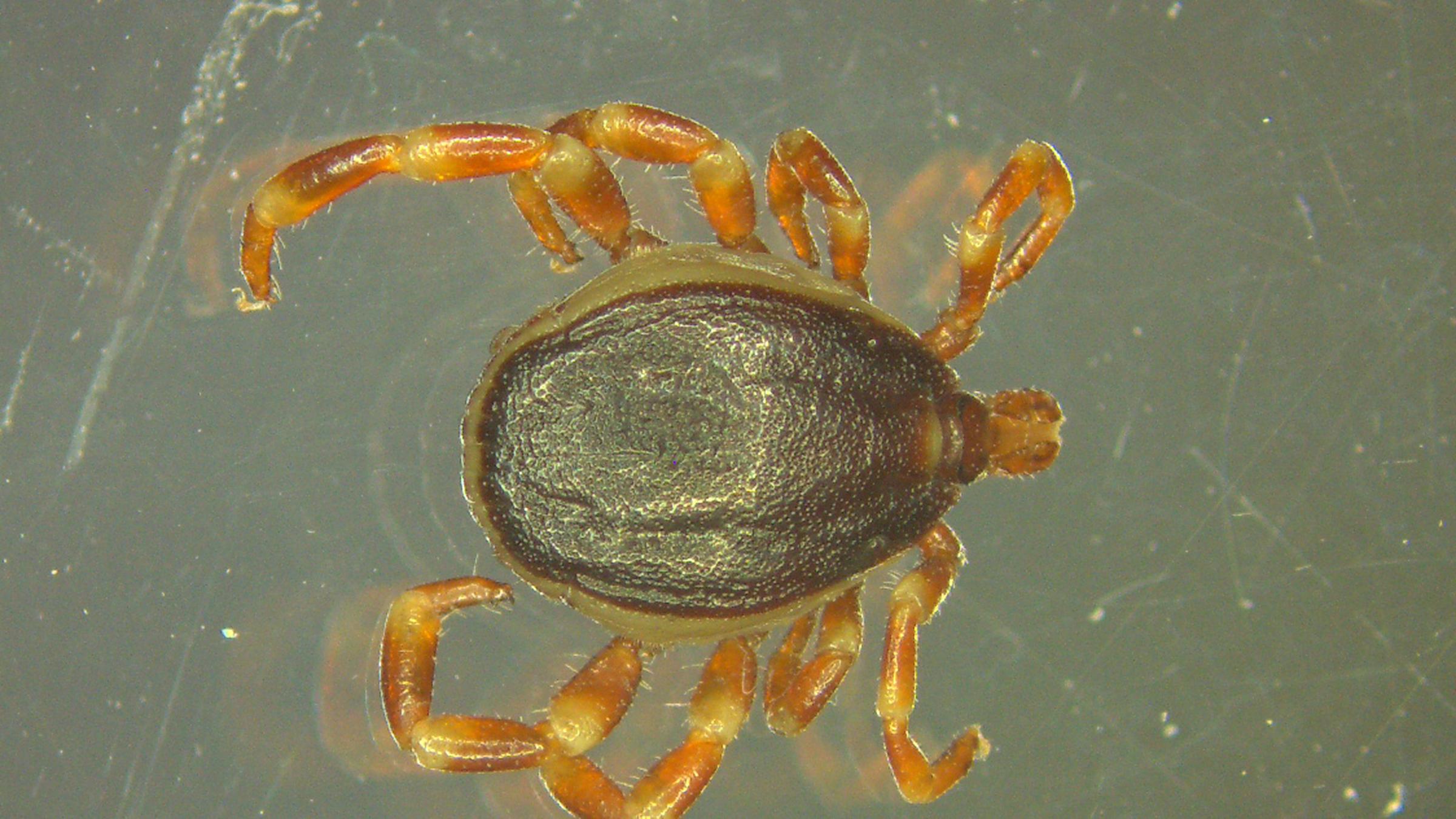 Die Hyalomma-Zecke hat in Deutschland überwintert. Archivbild