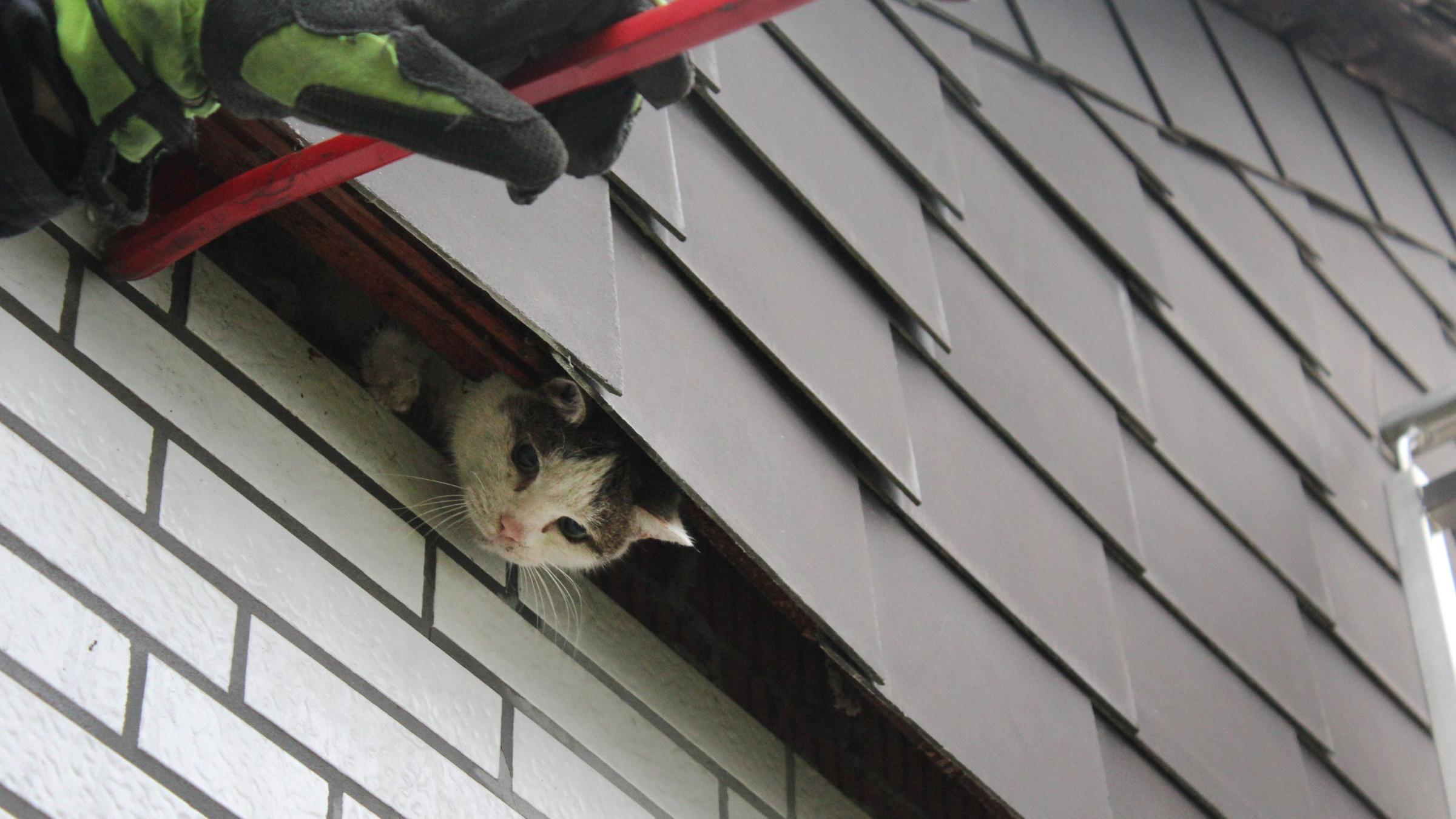 Aufwendige Rettungsaktion Feuerwehr Befreit Katze Aus Wand Zdfheute