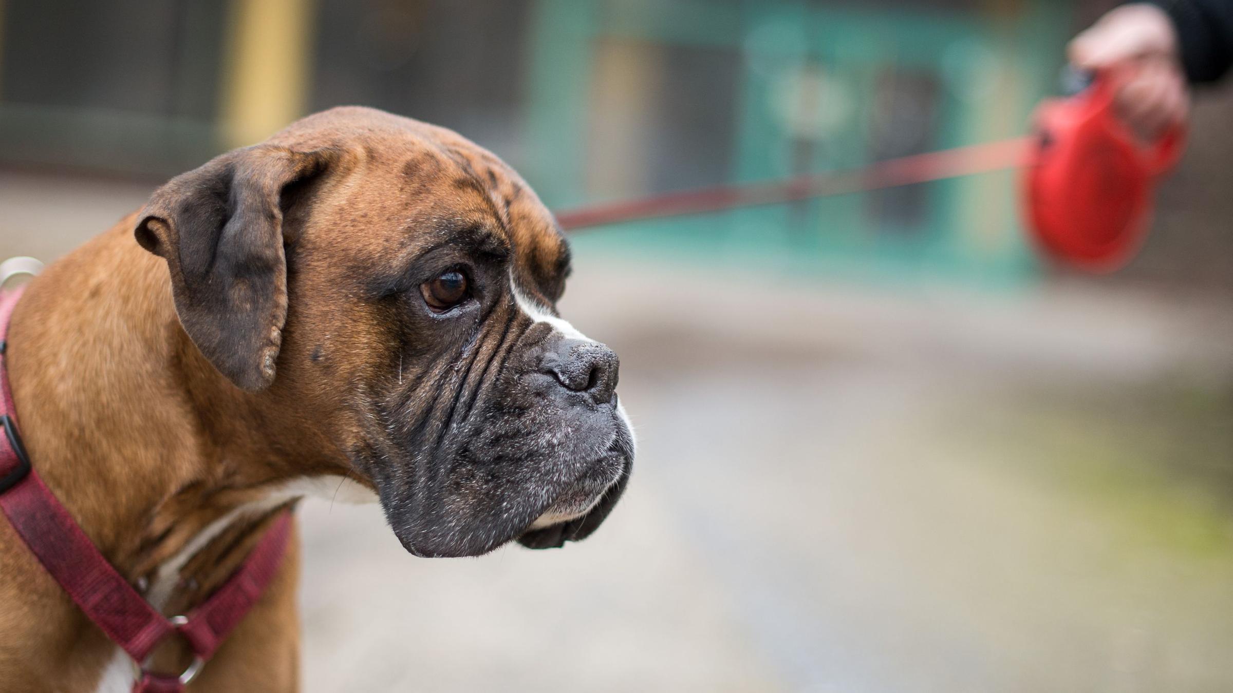 Dänemark Hunde Durchfall