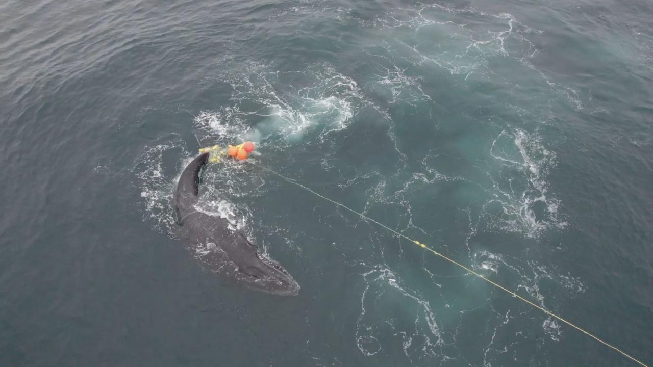 Buckelwal im Hai-Netz wieder frei