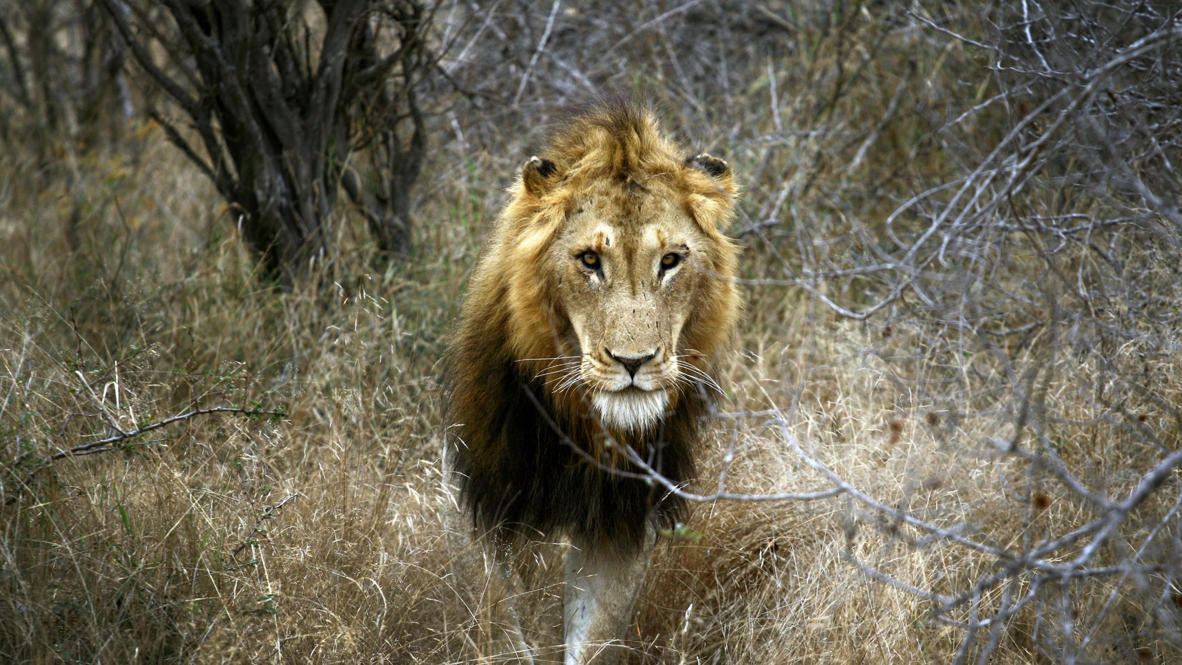 Ein Löwe im Krüger Nationalpark. Symbolbild