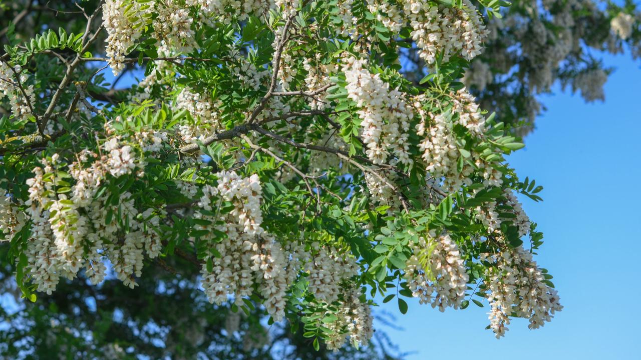 Umstrittene Pflanze Robinie Ist Baum Des Jahres 2020 Zdfheute