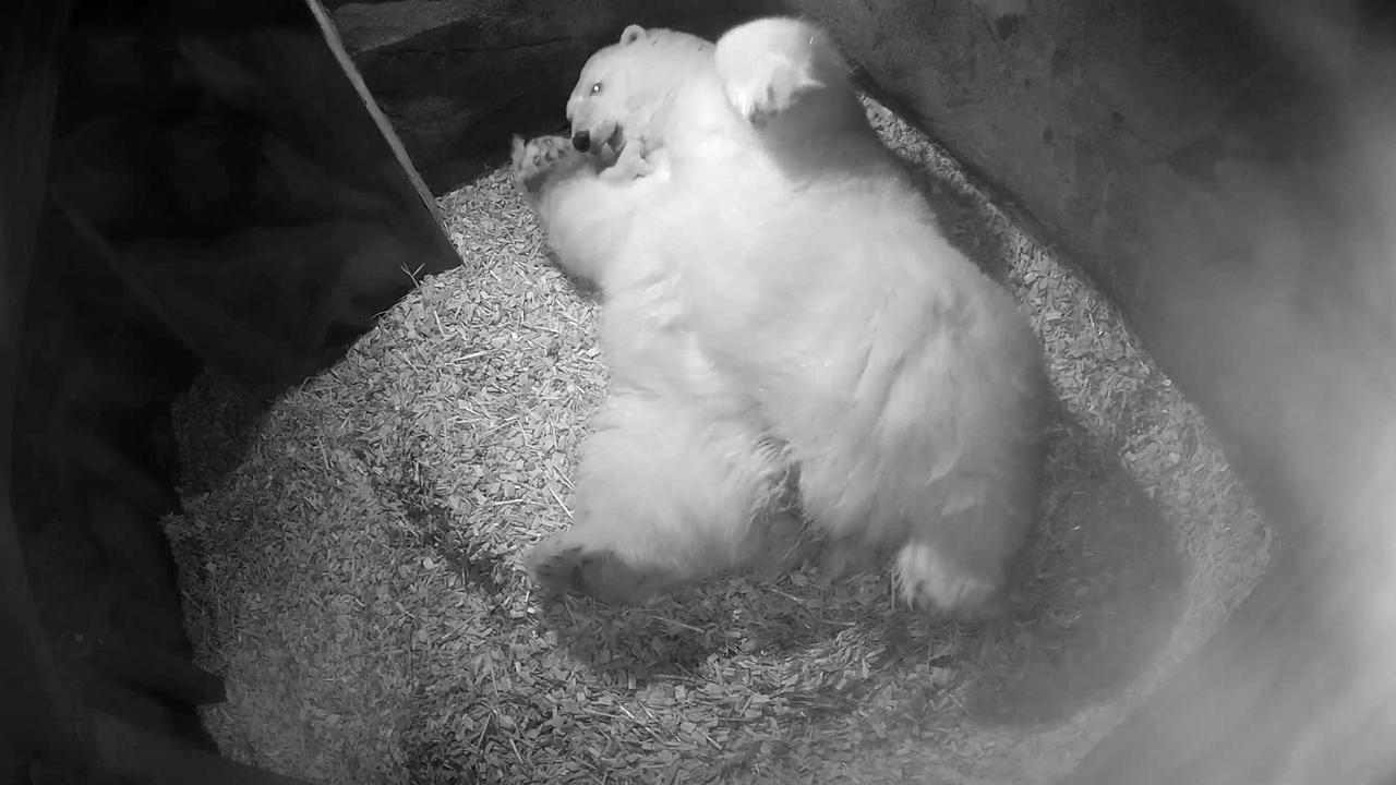 43+ The Terror Eisbär Gif