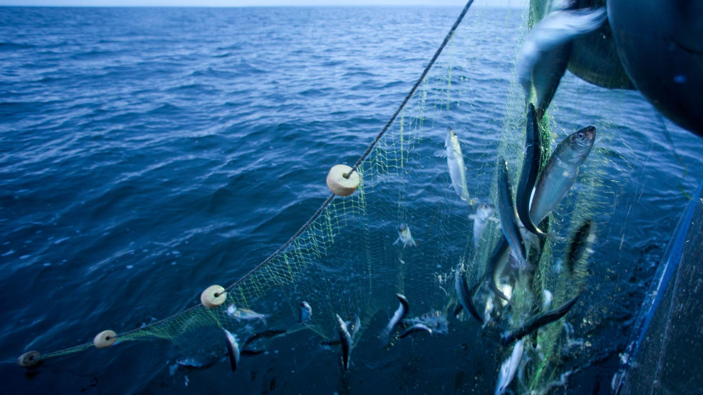 Fischfang (Symbolbild)