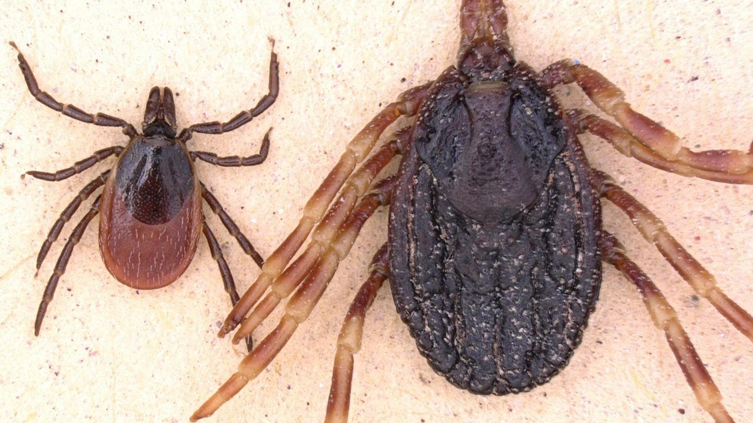 Holzbock und Hyalomma.