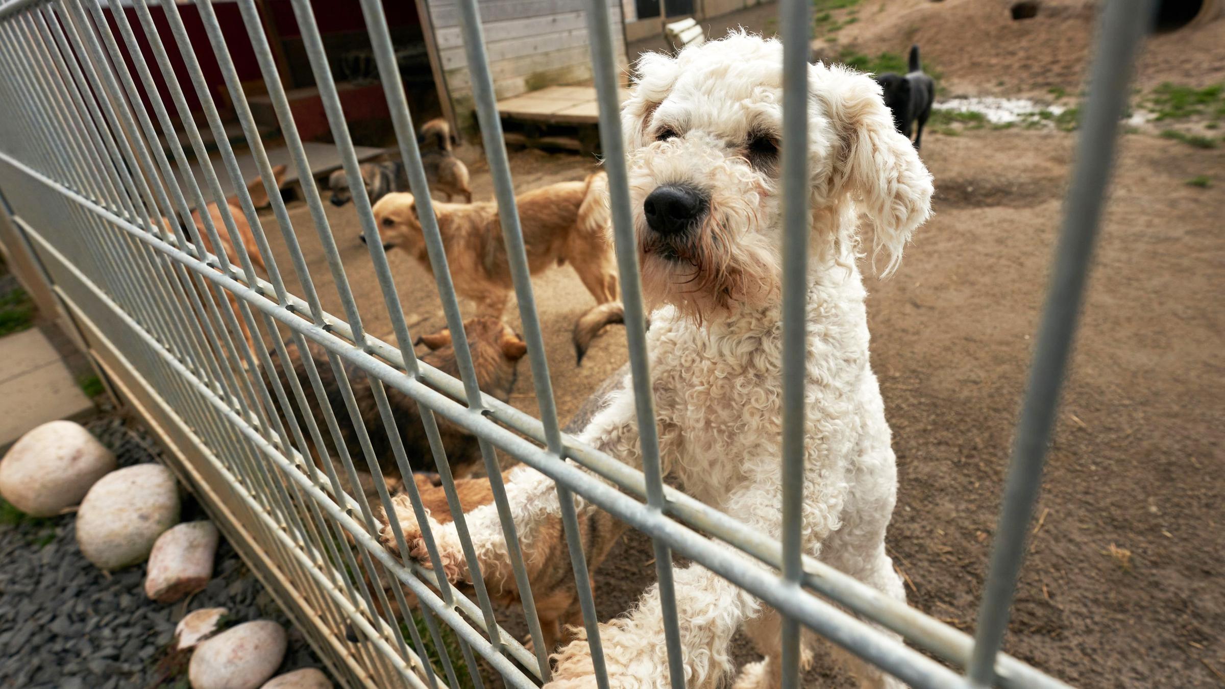 Hunde schauen aus ihrem Gehege im Tierheim. Archivbild