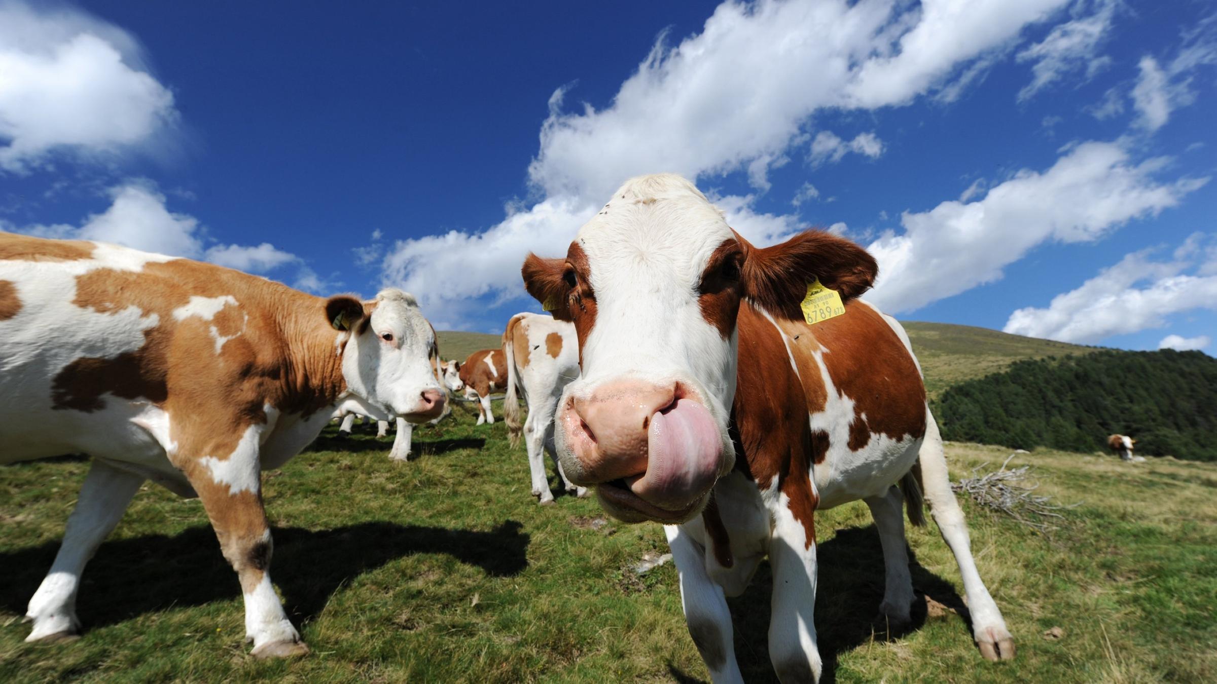 Vieh Gesundheit Ist Entscheidend Gluckliche Kuhe Bessere Milch Zdfheute