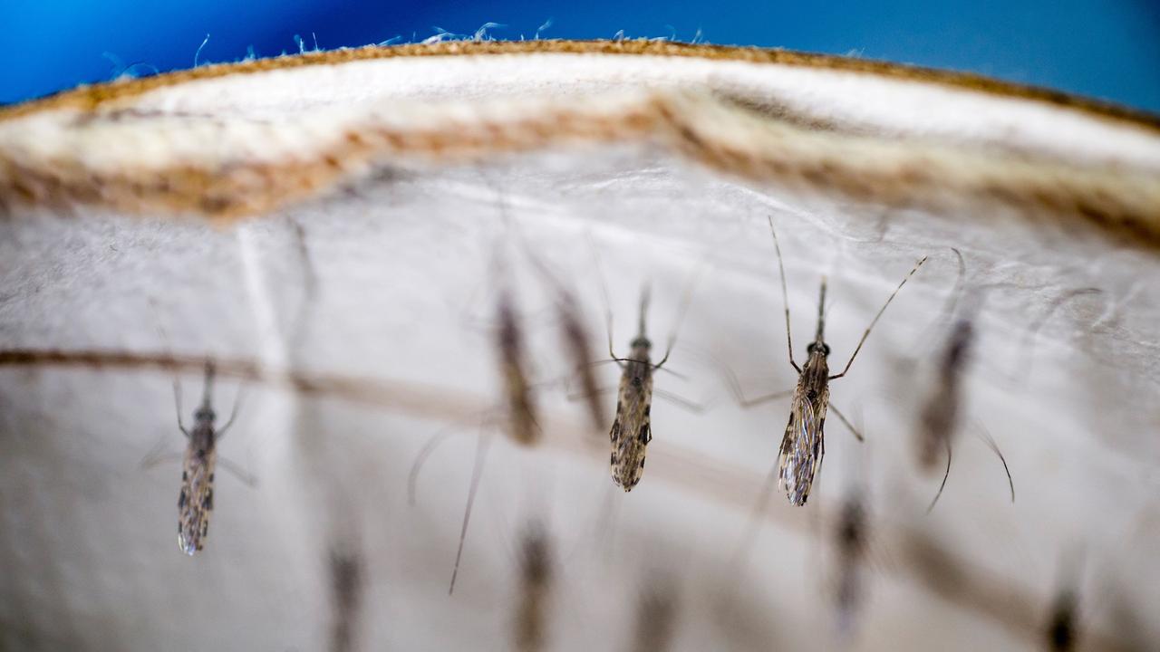 Mehr Malaria-Tote wegen Corona