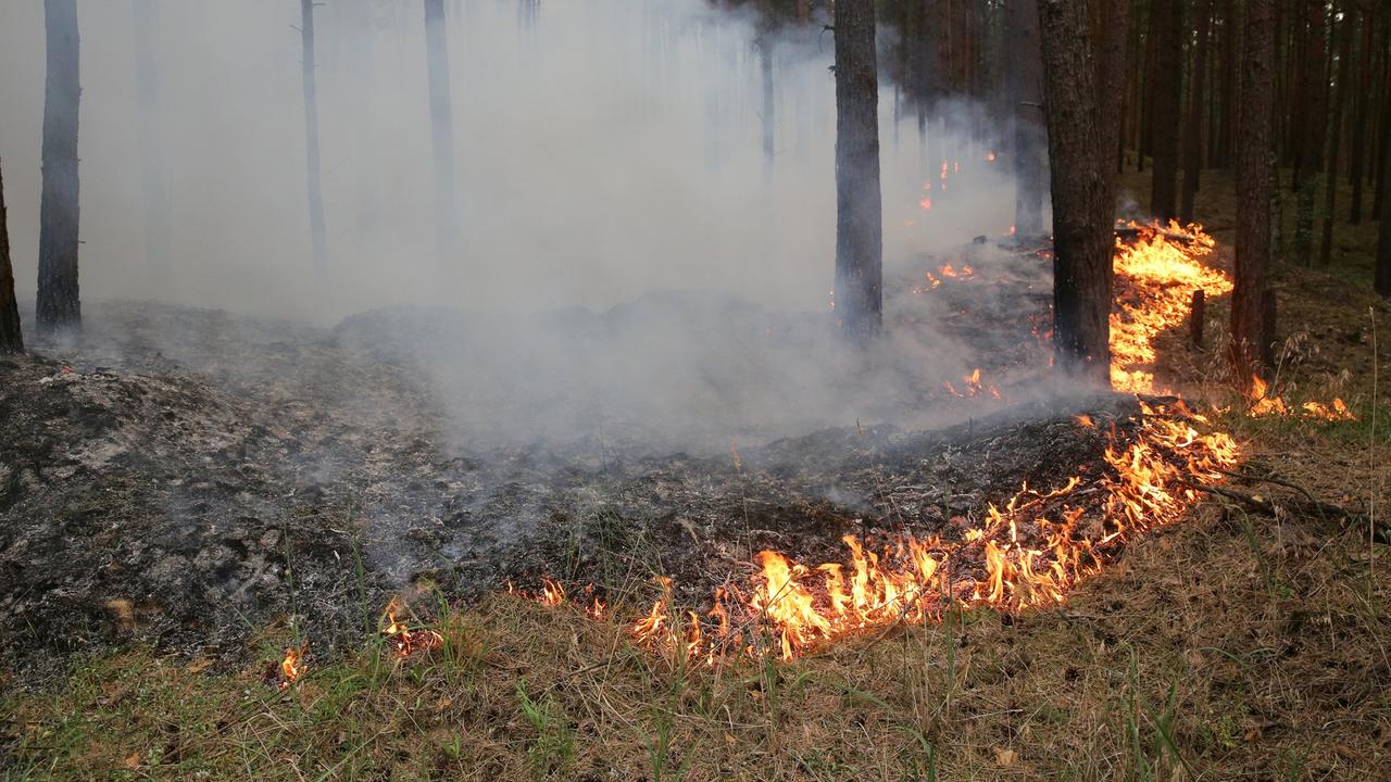 Waldbrand bedroht Orte: Weitere Evakuierungen bei Lübtheen - ZDFheute