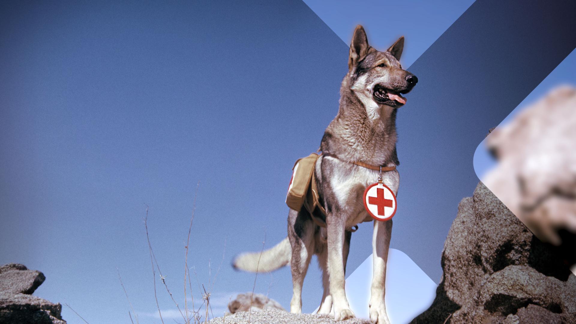 Ein Rettungshund des roten Kreuzes steht im Jahr 1943 auf einem Felsvorsprung. Um seinen Hals trägt er eine Rettungsmarke. 