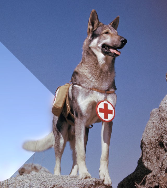 Ein Rettungshund des roten Kreuzes steht im Jahr 1943 auf einem Felsvorsprung. Um seinen Hals trägt er eine Rettungsmarke. 