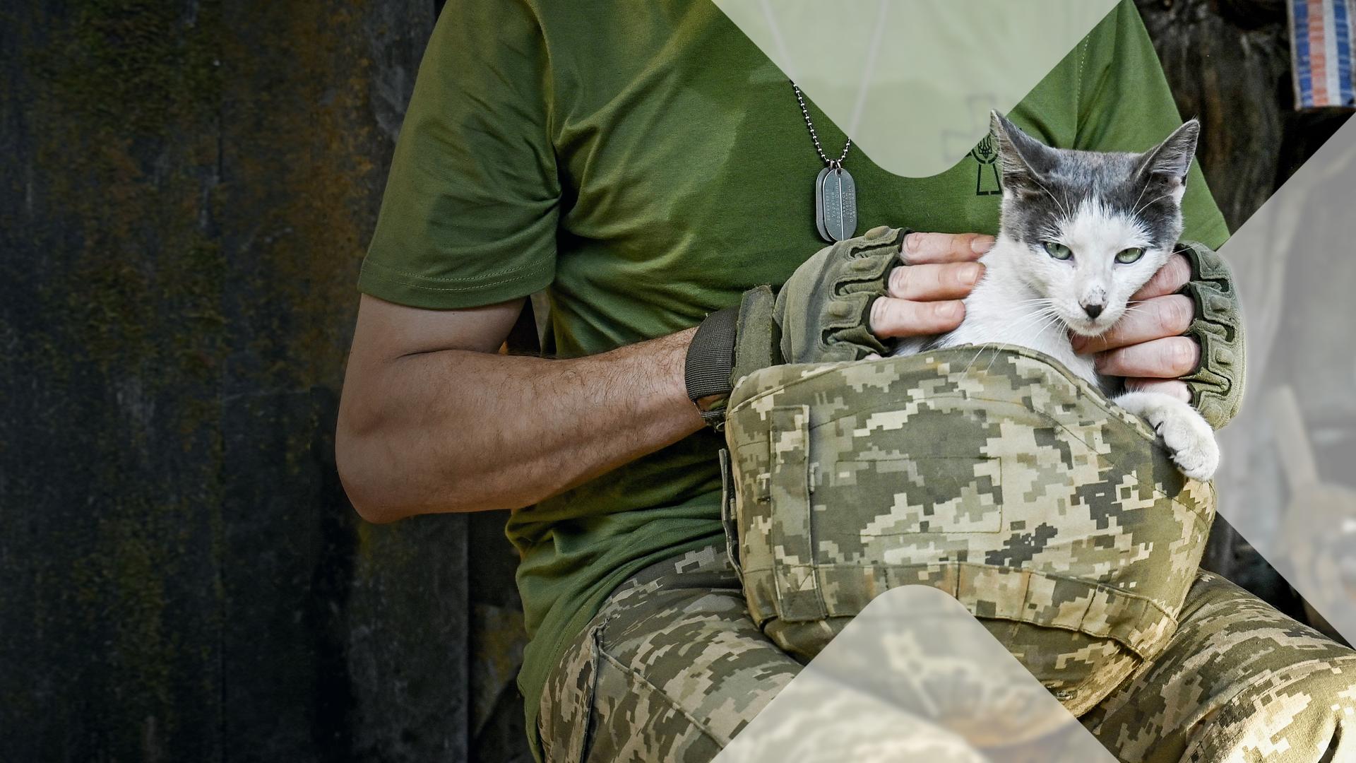 Eine Katze auf dem Schoß eines ukrainischen Soldaten.