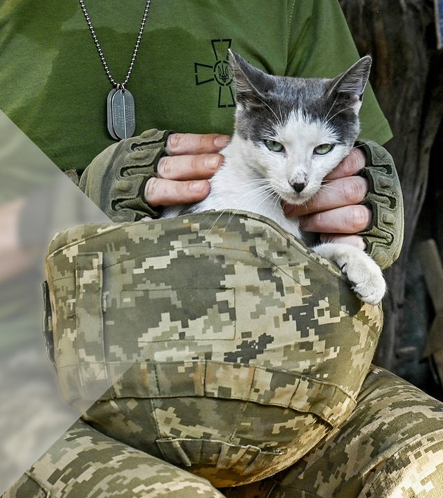 Eine Katze auf dem Schoß eines ukrainischen Soldaten.