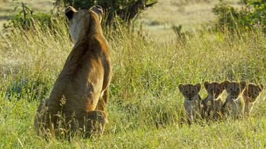 Ein Löwin mit ihren vier Löwenjungen
