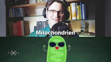 Mitochondrien-Song - Wie funktioniert eine Zelle?