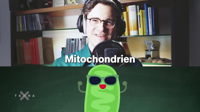 Bild für Mitochondrien-Song - Wie funktioniert eine Zelle?