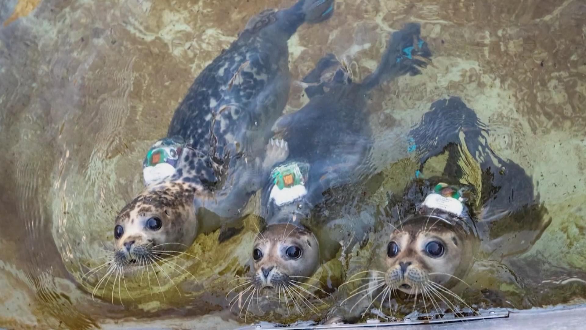Texel: Ein Robbenkrankenhaus gibt Hoffnung 