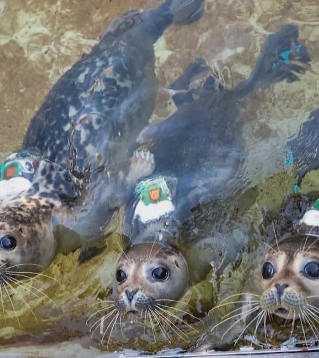 Texel: Ein Robbenkrankenhaus gibt Hoffnung 
