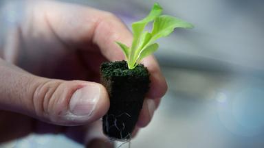 Eine Hand hält einen Setzling